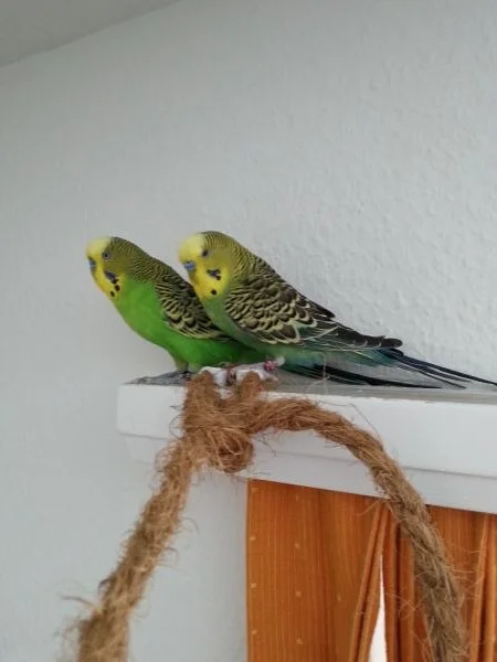 Pippo und Adonis auf Erkundungstour