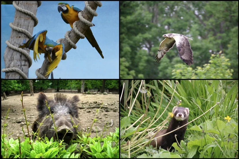 Zoo und Wiesentgehege