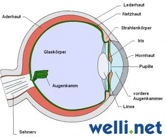 schematische Darstellung vom Wellensittich-Auge
