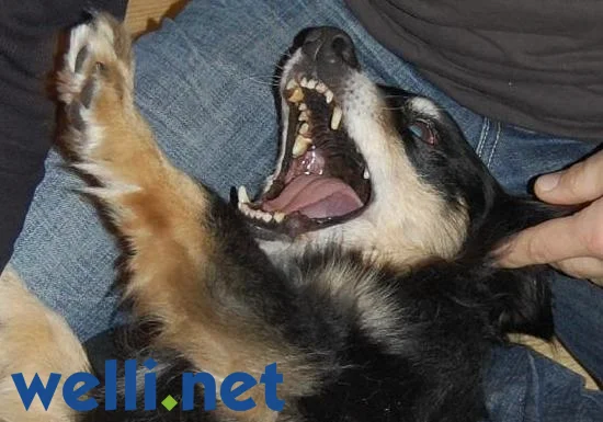 Hund beim spielen