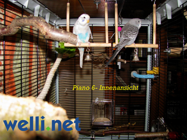 Innenansicht Vogelkäfig Piano 6, zwei Wellis sitzen auf ihren Schaukeln nebeneinander
