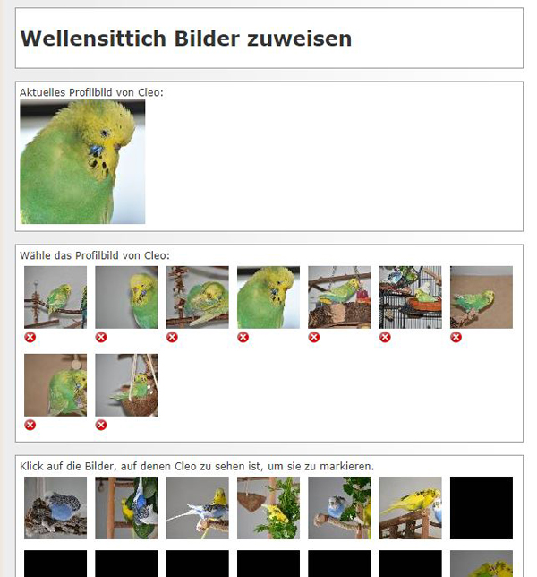 Wellensittich-Profil Bilder zuweisen