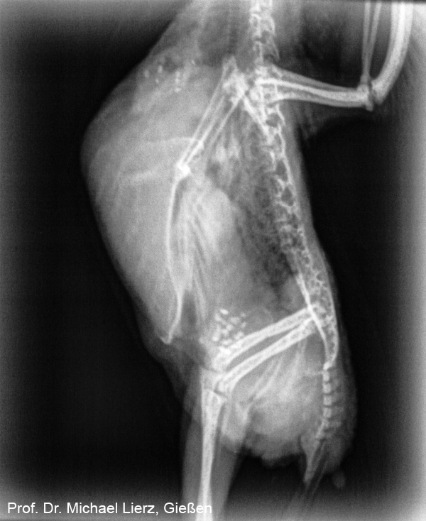 Röntgenbild Welli Seitenlage