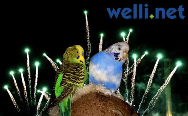 Wellensittiche und Silvester