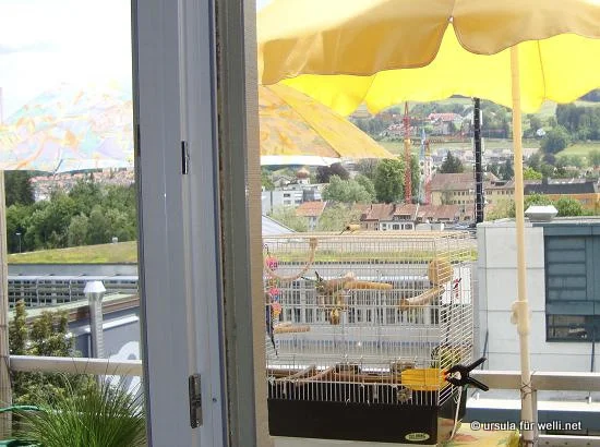 Wellensittiche auf dem Balkon