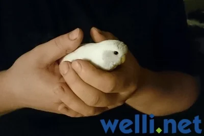 Welttierschutztag Wellensittich beschützen
