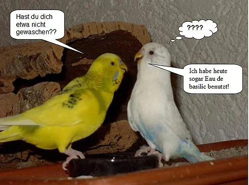 zwei streitende Wellensittiche - Hast du dich etwa nicht gewaschen? - Ich habe heute sogar Eau de basilic benutzt!