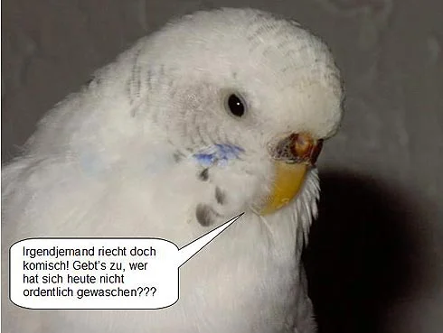 weiße Wellensittichhenne - Gebt´s zu, wer hat sich heute nicht ordentlich gewaschen?