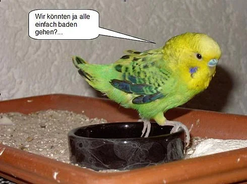 Wellensittich mit Gefiederstörung - Wir könnten ja einfach alle baden gehen.