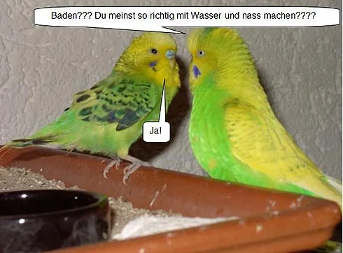 Wellensittich mit Gefiederstoerung balzt anderen an - Baden? Du meinst so richtig mit Wasser und nass machen?