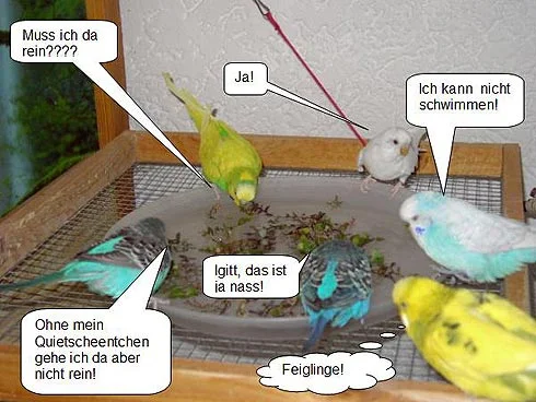 Wellensittiche im Kräuterbad - Muss ich da rein? Igitt, ist ja nass. Ich kann nicht schwimmen. Feiglinge!