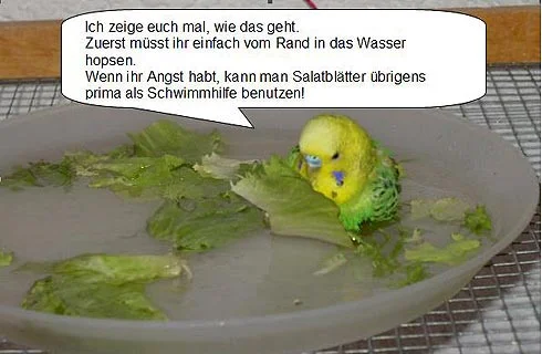 badender Wellensittich - Ich zeige euch mal wie das geht. Vom Rand hopsen und Salatblatt als Schwimmhilfe nutzen.