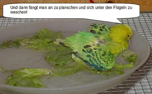 badender Wellensittich mit Gefiederstörung - Und dann fängt man an zu planschen und sich unter den Flügeln zu waschen.