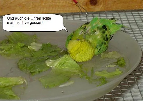 grüner Wellensittich mit Gefiederstörung badet - Und auch die Ohren sollte man nicht vergessen.