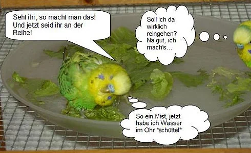 Wellensittich beim Baden - Seht ihr, so macht man das. Und jetzt seid ihr an der Reihe! So ein Mist, jetzt habe ich Wasser im Ohr. *schüttel*