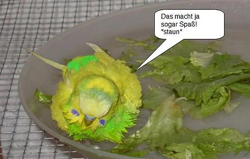 grüner Wellensittich badet - Das macht ja sogar Spaß! *staun*