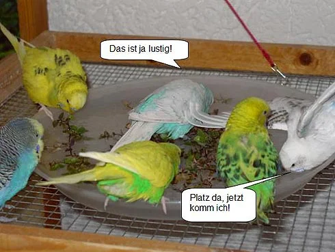 Wellensittiche beim baden - Das ist ja lustig! Platz da, jetzt komm ich!