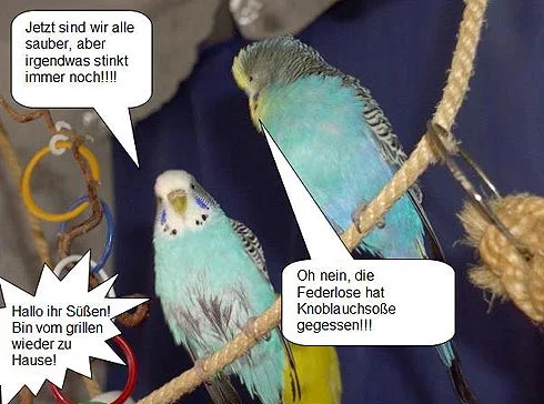 nasser Wellensittich beim trocknen - Jetzt sind wir alle sauber, aber irgendwas stinkt immer noch! - Hallo ihr Süßen, bin vom Grillen wieder zuhause. - Oh nein, die Federlose hat Knoblauchsoße gegessen!!