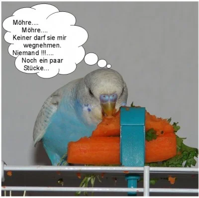 blauer Wellensittich frisst Karotte - Möhre ... Möhre ... Keiner darf sie mir wegnehmen. Noch ein paar Stücke ...