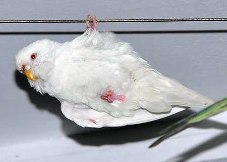 weiße Henne hängt einbeinig an Seil