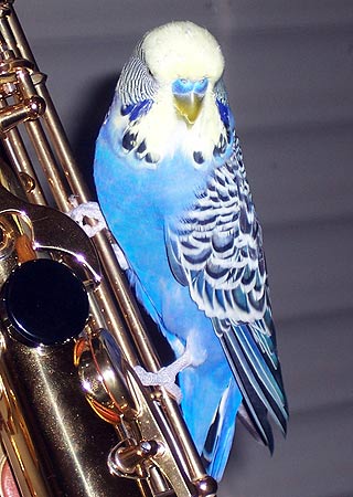 blauer Wellis sitzt auf Saxophon