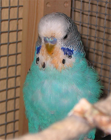 blauer Welli mit orangeverfärbten Federn