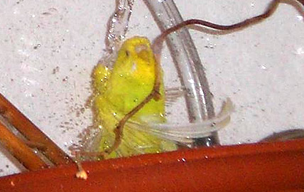 Fussel - gelber Welli unter Dusche