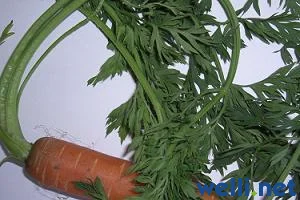 Möhrengrün - Daucus carota