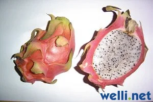 Pitahaya / Drachenfrucht - Hylocereus undatus