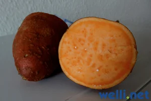 Süßkartoffel  - Ipomoea batatas