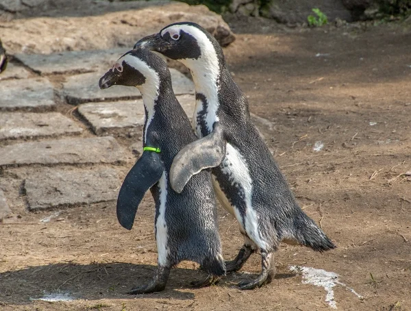 Wellensittich-Bild: Diese beiden Pinguine sind wahre Freunde.