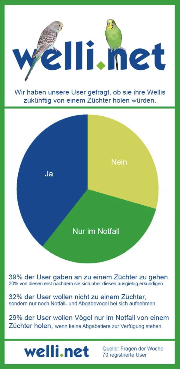 Wellensittich-Bild: Wir wollten von unseren Usern wissen, ob sie neue Wellensittiche von einem Züchter holen würden.