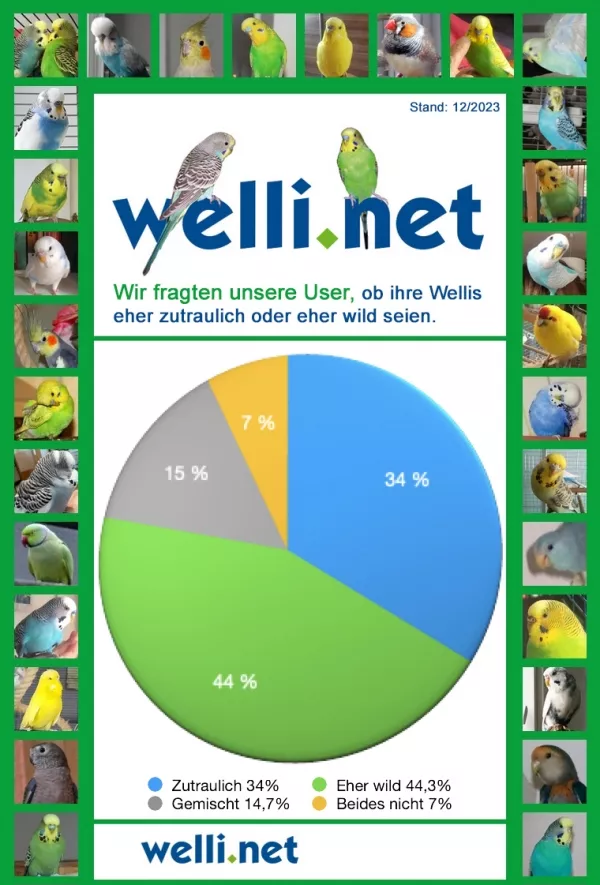 Wellensittich-Bild: Wir fragten unsere User ob ihre Wellensittiche eher zutraulich sind oder eher wild. Die Mehrzahl der User, nämlich 44,3% antworteten, dass sie eher wilde Wellensittiche halten. Eher zutraulich haben 34% unserer User geantwortet. Gemischt, also beides im Schwarm haben 14,7% der teilnehmenden User und 7% haben geantwortet, dass keines von Beidem auf ihre Wellis zutrifft.