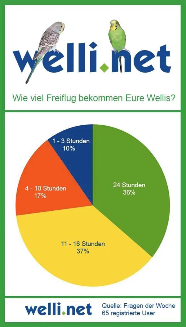 Wellensittich-Bild: Wie lange dürfen die Wellis unserer User draussen herumfliegen?
