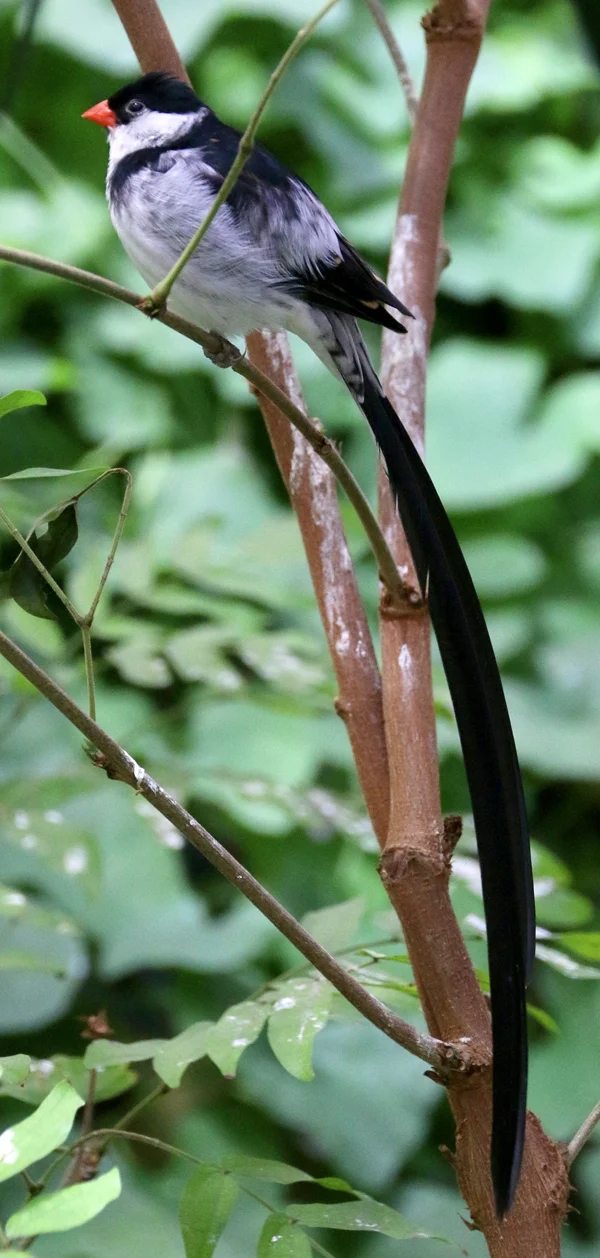 Wellensittich-Bild: Was ist das für ein Vogel?