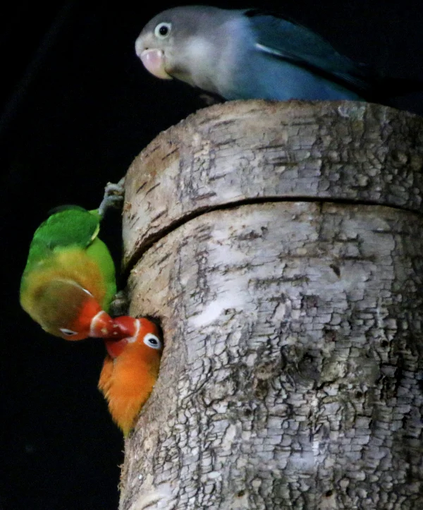 Wellensittich-Bild: 3 sind einer zuviel.