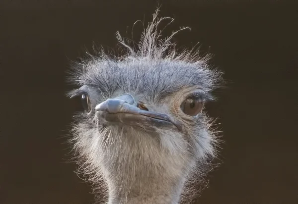 Wellensittich-Bild: Vogel ist Vogel, aber nur manchmal ein Wellensittich.