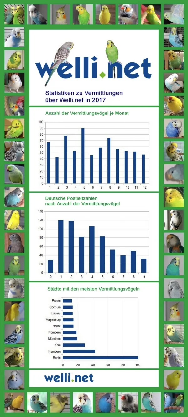 Wellensittich-Bild: 2017 wurden über Welli.net viele Wellensittiche vermittelt. Hier seht Ihr, in welchen Städten die meisten Vermittlungen statt gefunen haben, in welchen Postleitzahlenbereichen und in welchen Monaten.