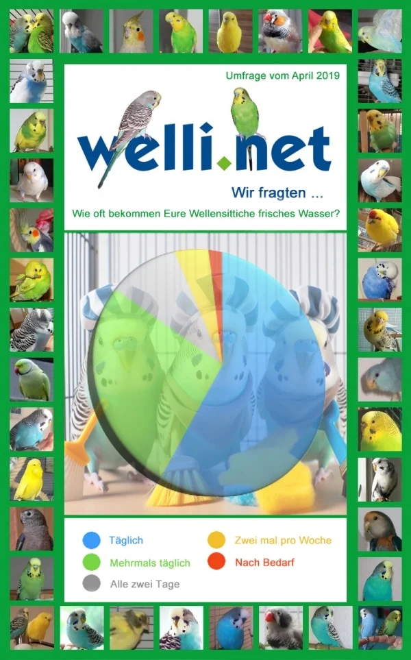 Wellensittich-Bild: Im April 2019 haben wir Euch gefragt, wie oft Ihr das Wasser von Euren Wellensittichen wechelt. 62% haben geantwortet, dass täglich gewechselt wird, 25% wechseln es sogar mehrmals am Tag, 5% machen es nur alle 2 - 3 Tage. 2% hingegen wechseln das Wasser nur nach Bedarf.