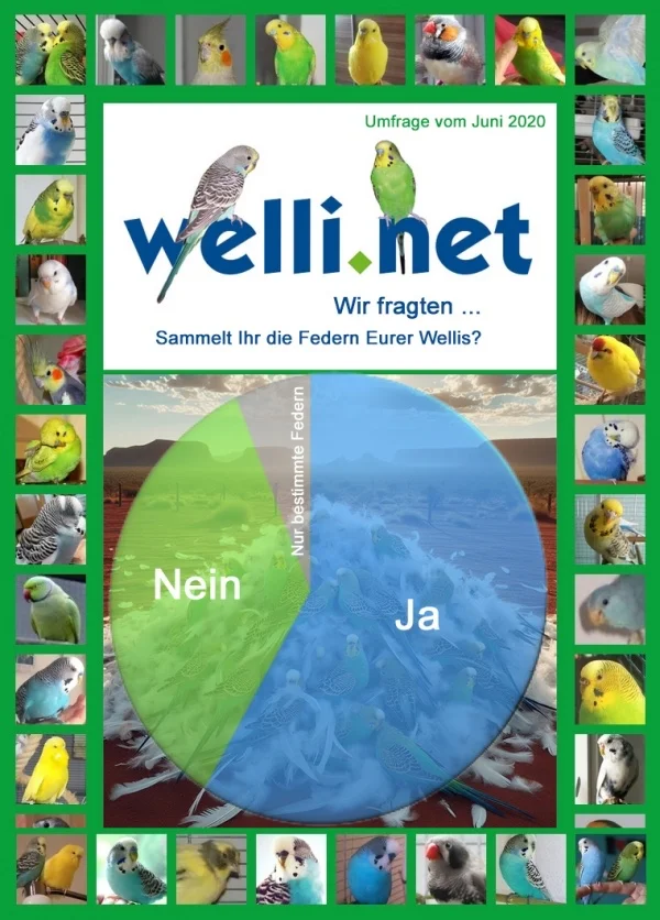 Wellensittich-Bild: Im Juni 2020 haben wir Euch gefragt, ob Ihr die Federn Eurer Wellensittiche sammelt. 58% haben mit Ja geantwortet, 6% teilten mit, dass sie nur bestimmte Federn sammeln. Alle anderen teilen diese Sammelleidenschaft nicht.