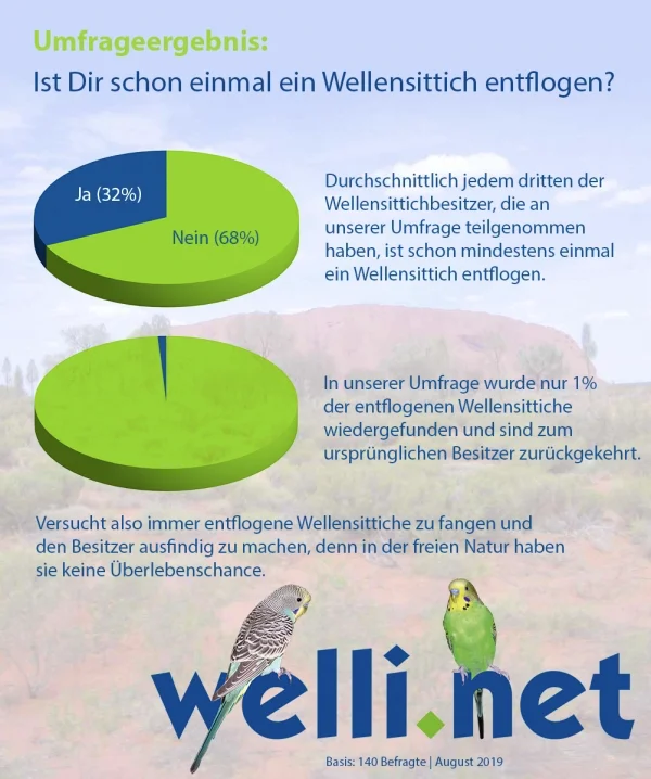 Wellensittich-Bild: Durchschnittlich jedem dritten der Wellensittichbesitzer, die an unserer Umfrage teilgenommen haben, ist schon mindestens ein Wellensittich entflogen. Wiedergefunden wurden aber nur 1% davon. Also achtet darauf, dass kein Tier wegfliegen kann, denn die Überlebensaussichten sind nicht gut, da sie schnell zum Beutetier werden können.