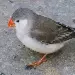 Peter