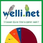 Statistik zur Frage, ob Wellensittiche zahm sein müssen