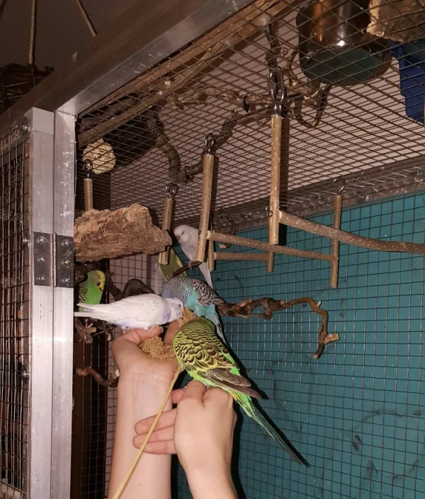Wellensittich-Bild: Seit neustem brauche ich kein Armtraining mehr im Fitness Studio machen. Sattdessen kann ich meine kleinen Flugsaurier mit Hirse bedienen. (Und ja es bekommen auch alle was ab)
Tatsächlich kam das ganze sehr überraschend, denn vier meiner Vögel leben erst 1-2 Monate bei uns. Ich bin echt gerührt, wie sehr sie mir schon vertrauen. 