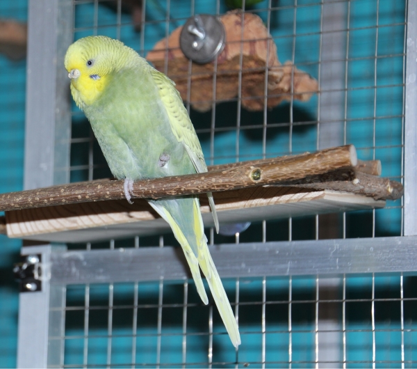 Bitchi