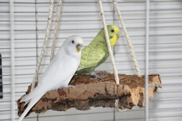 Wellensittich-Bild: Neuzugänge Bitchi (grün) und Chantal (weiß) im Quarantäne Käfig.