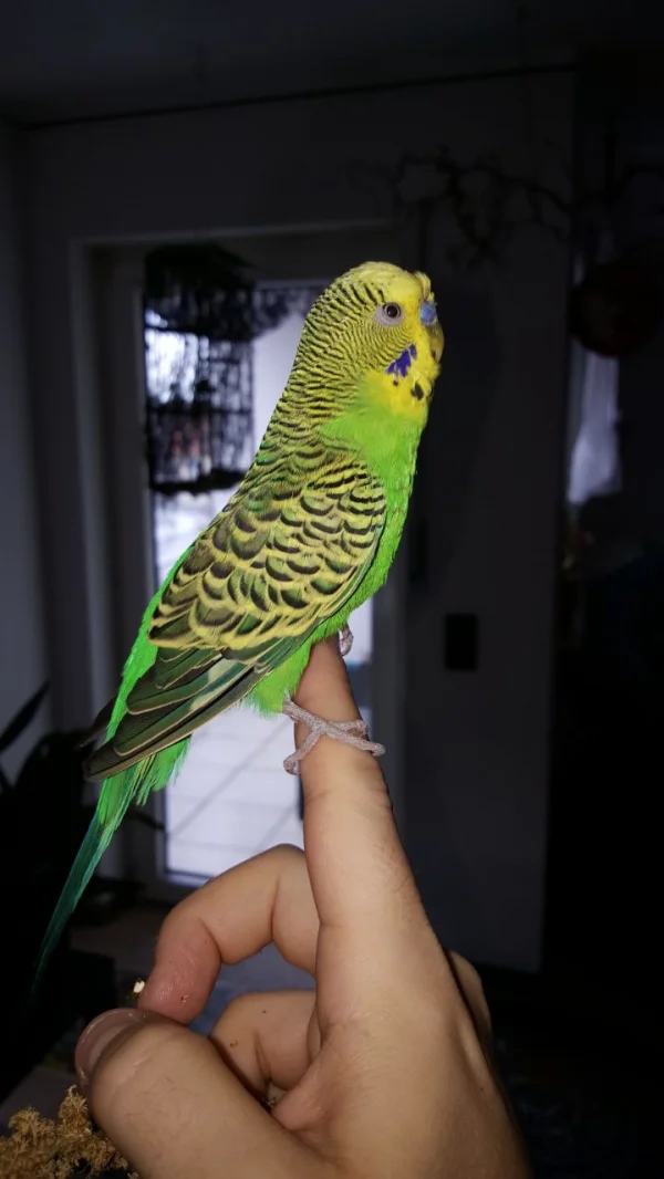 Wellensittich-Bild: Samy ist erst ein paar Tage bei uns und fliegt sehr schlecht. Stöckchen-Taxi hat er schnell verstanden und als man ihm den Finger hin gehalten hat, ist er einfach drauf gehüpft.