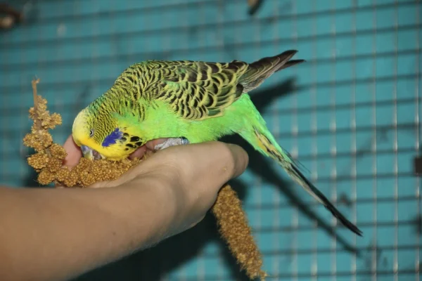 Wellensittich-Bild: Bubi ist sehr handzahm, er kommt auch ohne Hirse auf die Hand.