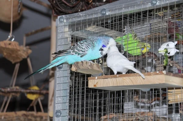 Wellensittich-Bild: Leon und seine Chantal beim turteln. Im Hintergrund bekommt Daisy große Augen. 
Daisy lebt erst eine Woche bei uns im Schwarm und ist sicherlich ers ein paar Monate alt. 