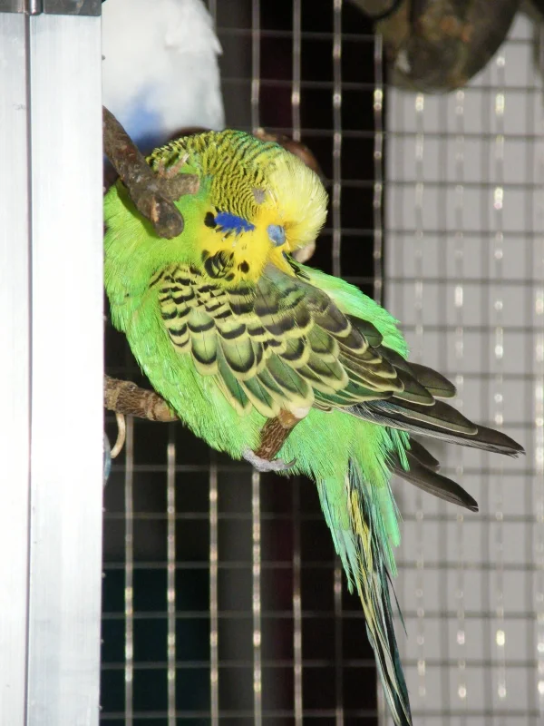 Wellensittich-Bild: Unser Schatz <3